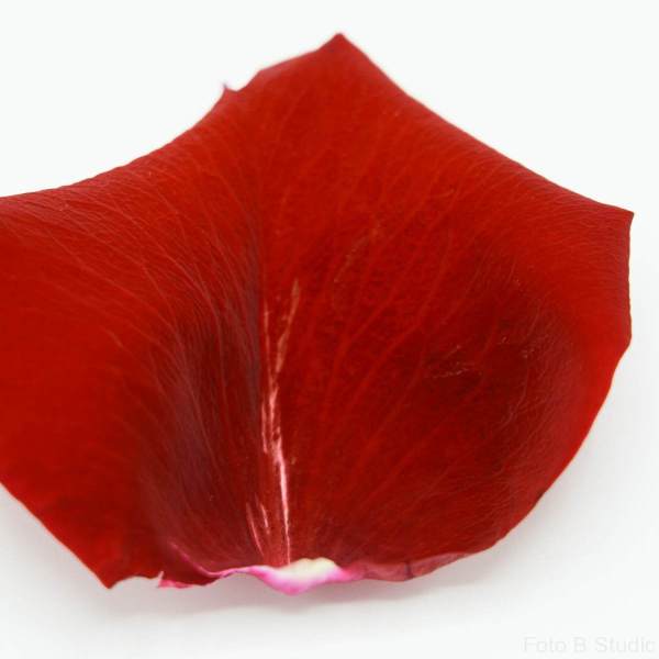 RedPetal1