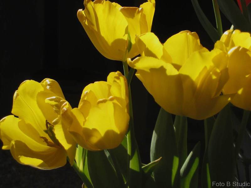 Tulips-in-light