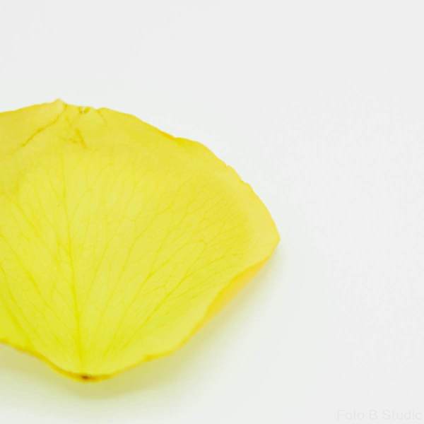 Yellowroseleaf