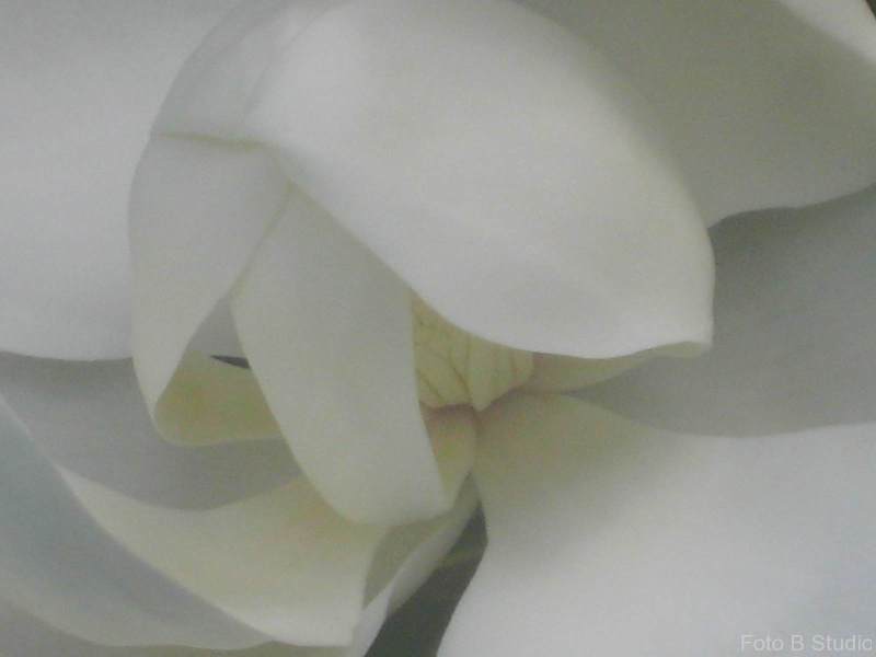 magnoliaCU