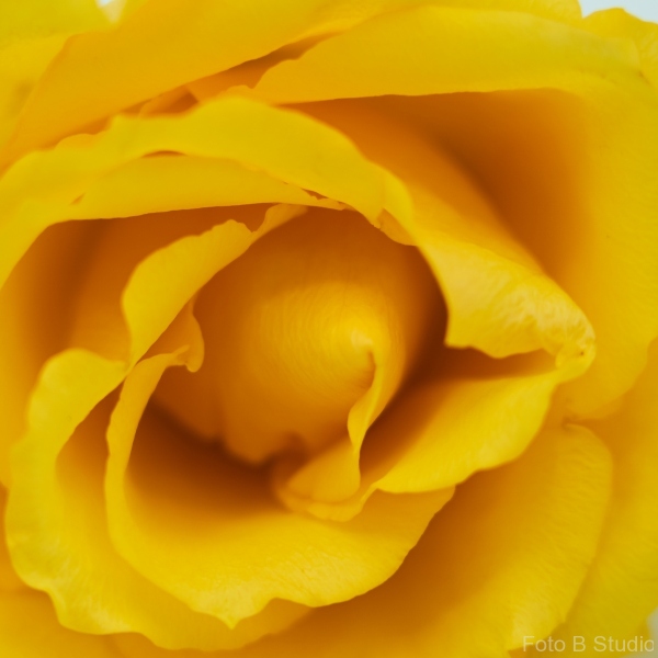 yellowrose