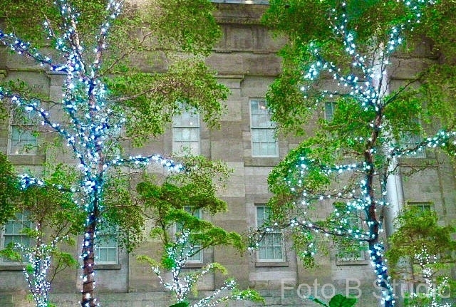 Blue-Lights-Wrapped-Trees